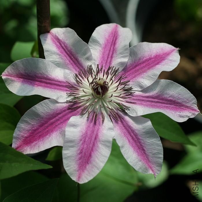 ����ξCapitaine Thuilleaux1-1.jpg