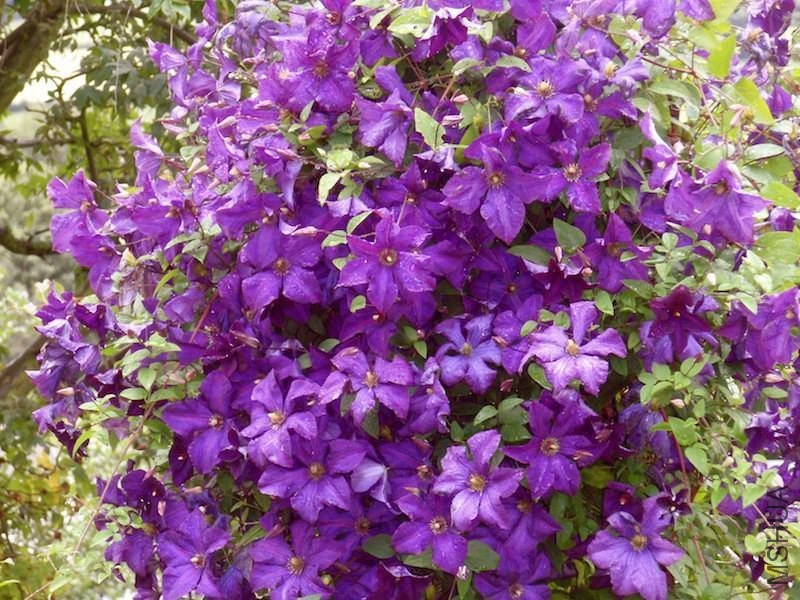 ���m����Clematis Polish Spirit.jpg