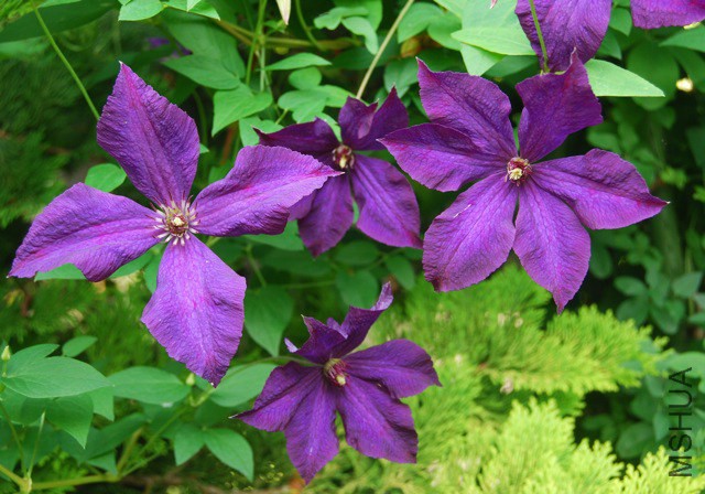 ���m����Clematis Polish Spirit-1.jpg
