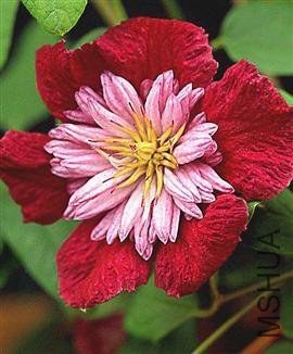 ǰ�lAvant Garde .jpg