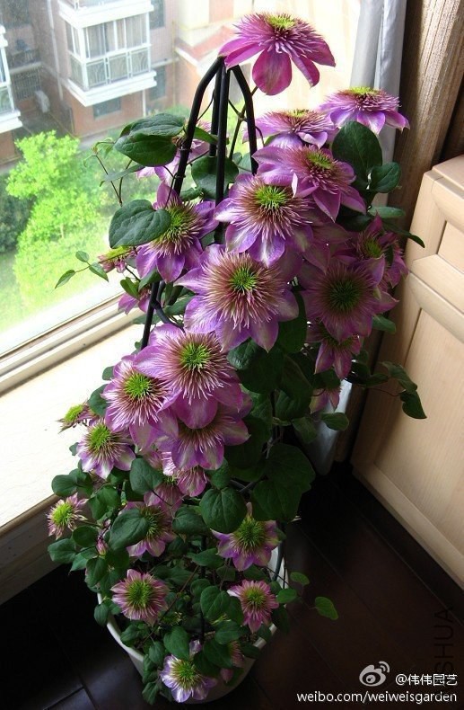 �ʵ�(�P��Kaiser ).jpg