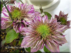 �ʵ�(�P��Kaiser )-2.jpg