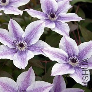 ����ף��Best Wishes.jpg