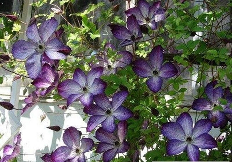 �����漆Clematis Night Veil.jpg