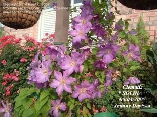 ������ clematis Solina.jpg