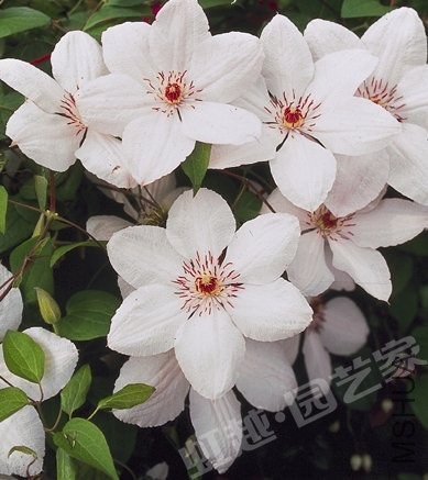 ��� Jan Pawel II.jpg