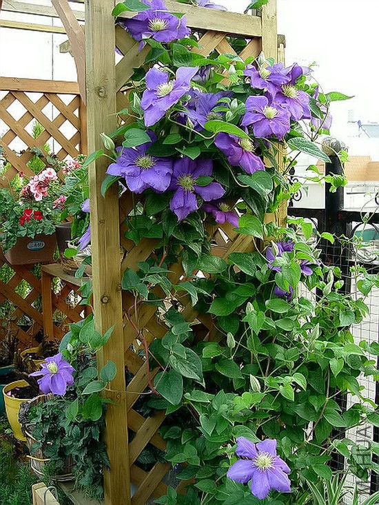 ˹���،�܊GeneralSikorski -3.jpg