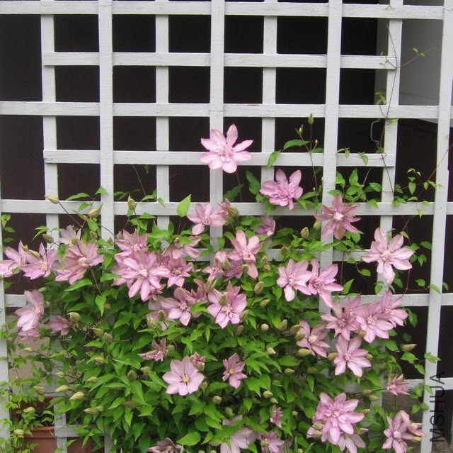 ������˹(����) Proteus -1.jpg