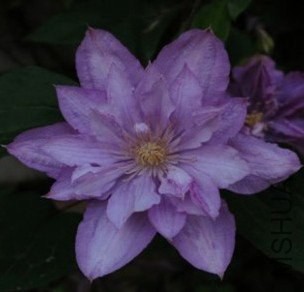 ������˹(����) Proteus.jpg