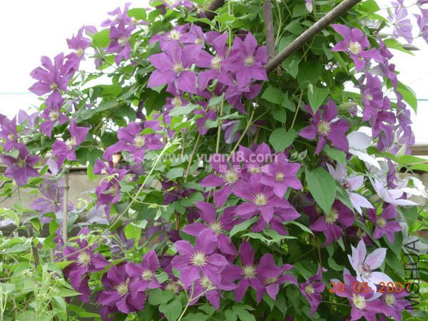 ��� Clematis 'Zi Yun.jpg