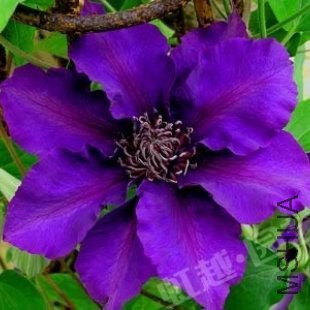 ����֮��Burma Star.jpg