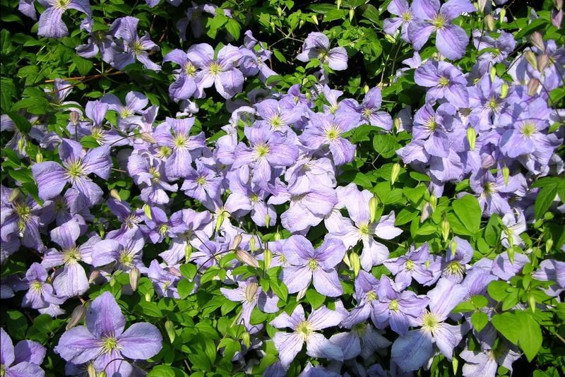 �{��ʹBlue Angel.jpg