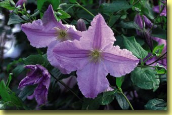 �{��ʹBlue Angel-2.jpg