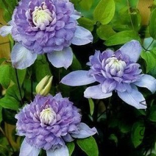 �{�� 'Blue Light' PBR.jpg