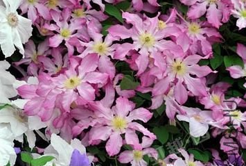 �Kɺ����Frau Susanne.jpg