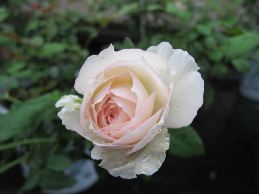 ��Ƭ3 032_����.jpg