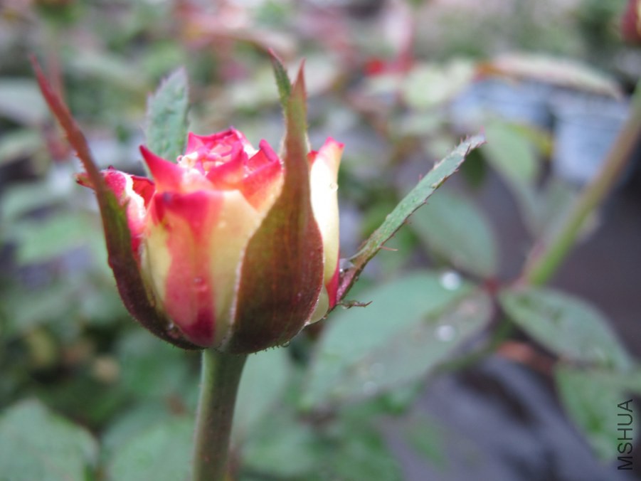 ��Ƭ3 038_����.jpg