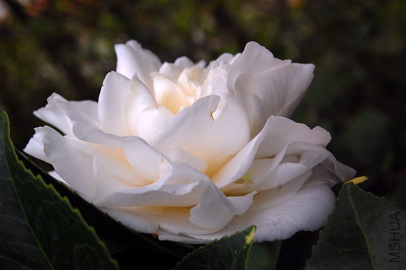 DSC_00110011.JPG