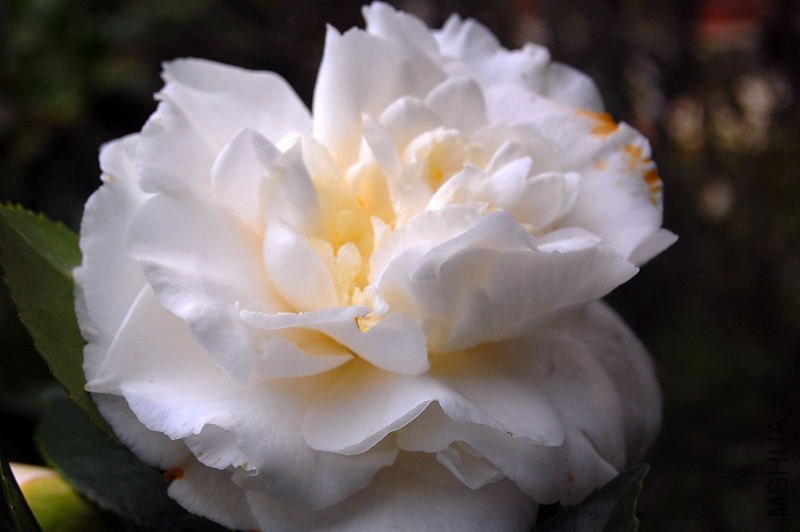 DSC_00120012.JPG