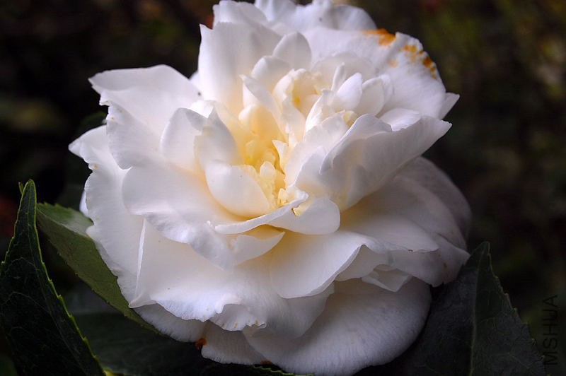DSC_00130013.JPG