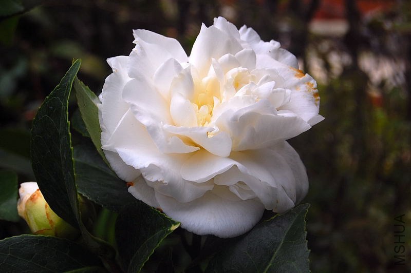 DSC_00150015.JPG