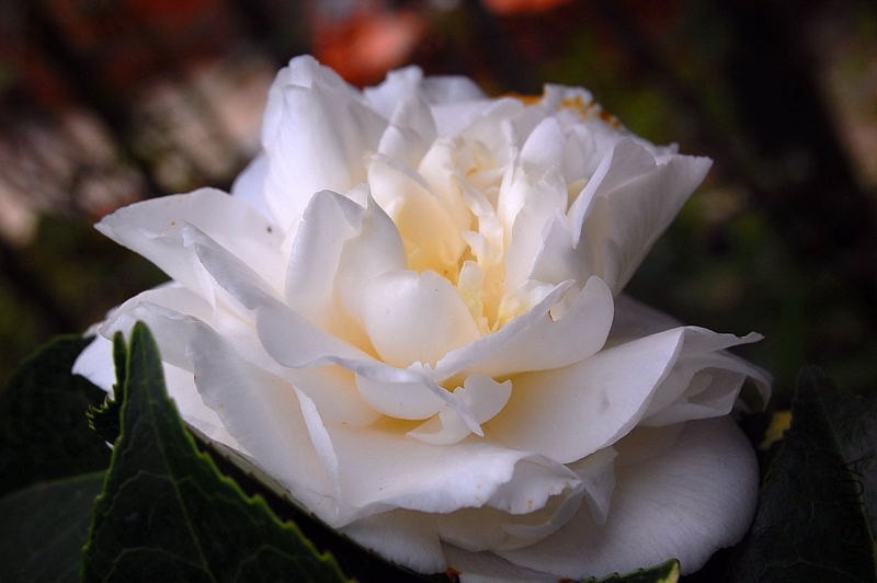 DSC_00170017.JPG