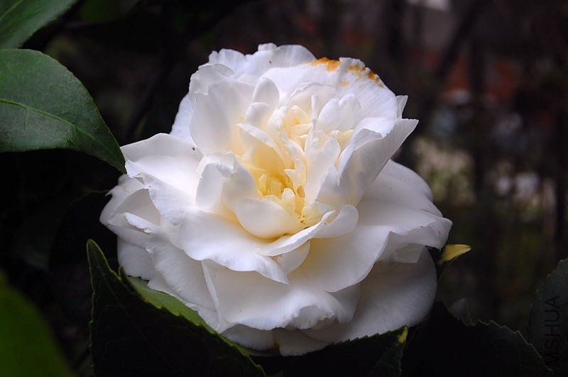 DSC_00310031.JPG