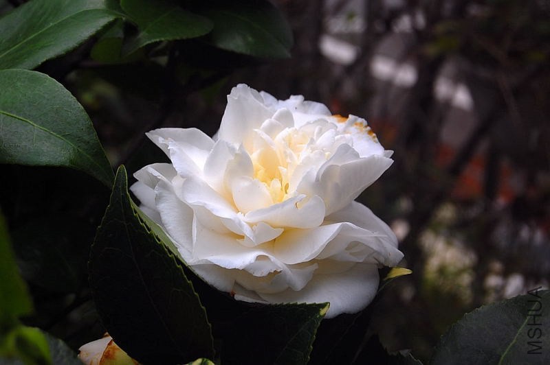 DSC_00280028.JPG