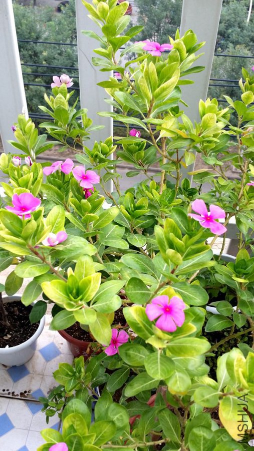 20140901_161405.jpg