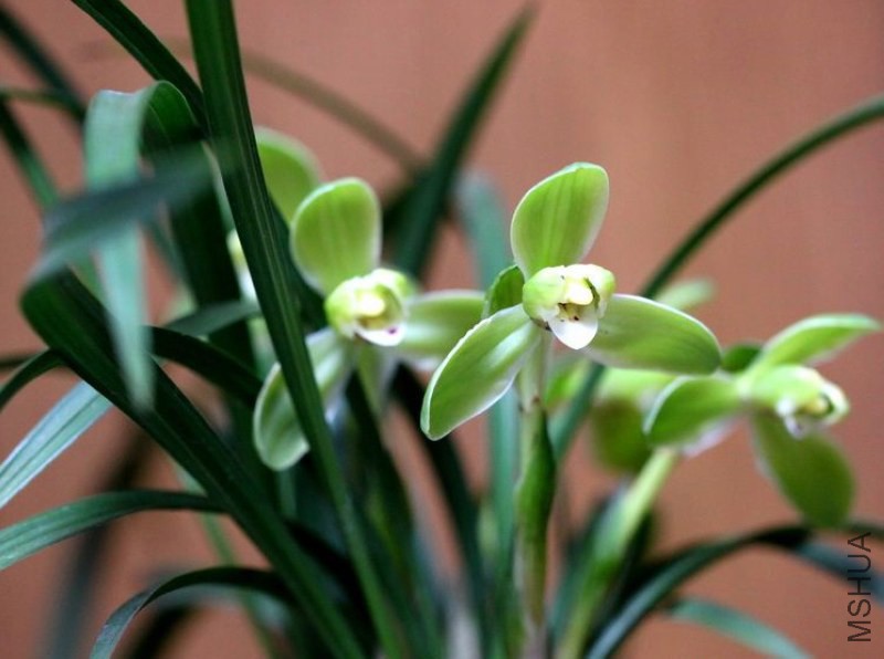 20122995826_7aee5c4a.jpg
