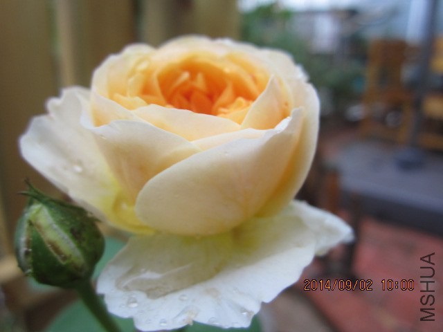 IMG_4431.JPG
