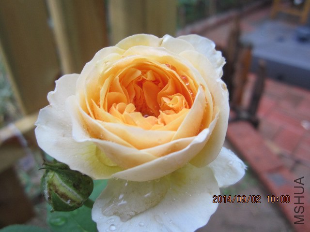 IMG_4432.JPG