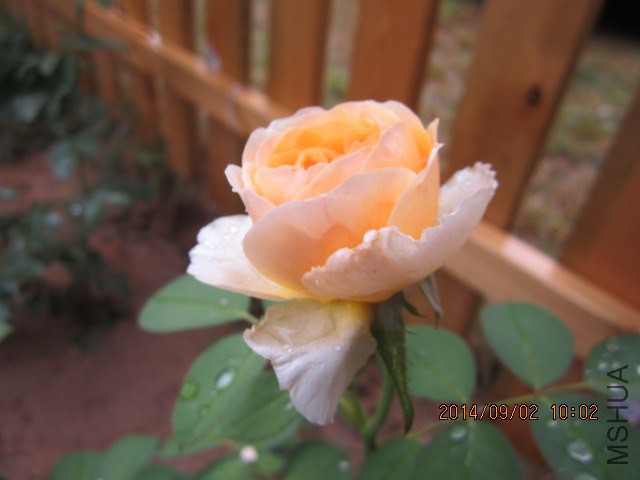 IMG_4440.JPG
