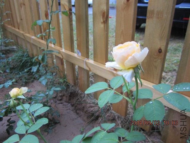 IMG_4442.JPG