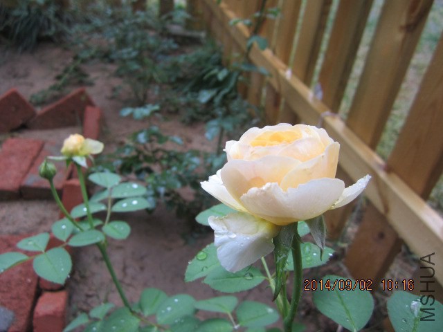 IMG_4459.JPG