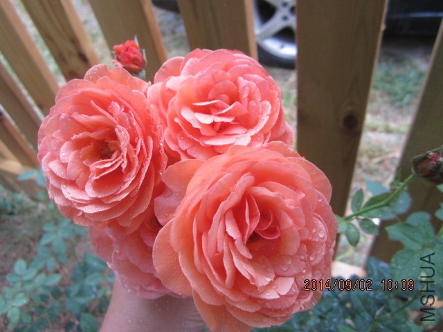 IMG_4455.JPG