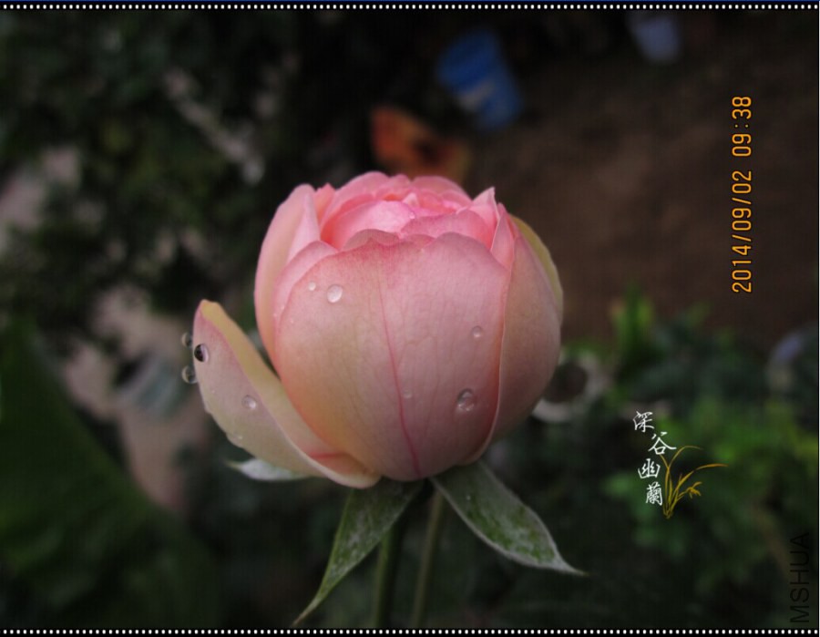 QQͼƬ20080808232915.jpg