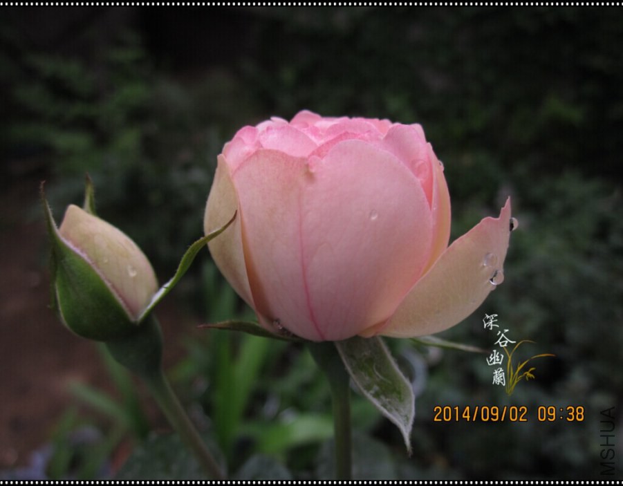 QQͼƬ20080808232919.jpg
