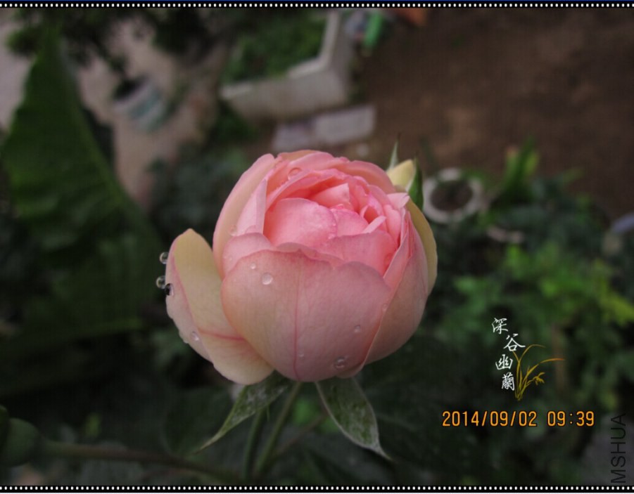 QQͼƬ20080808232925.jpg