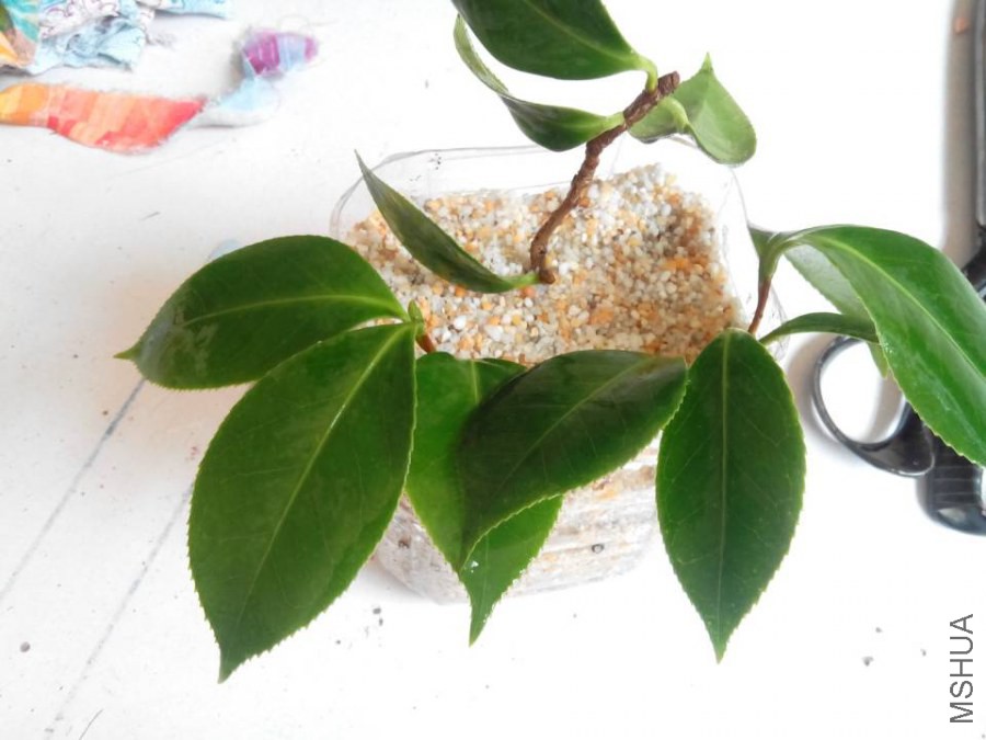 8.25��Ǥ���