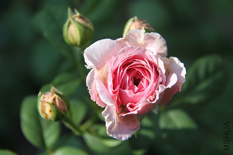 ��Ƭ 006_����.jpg