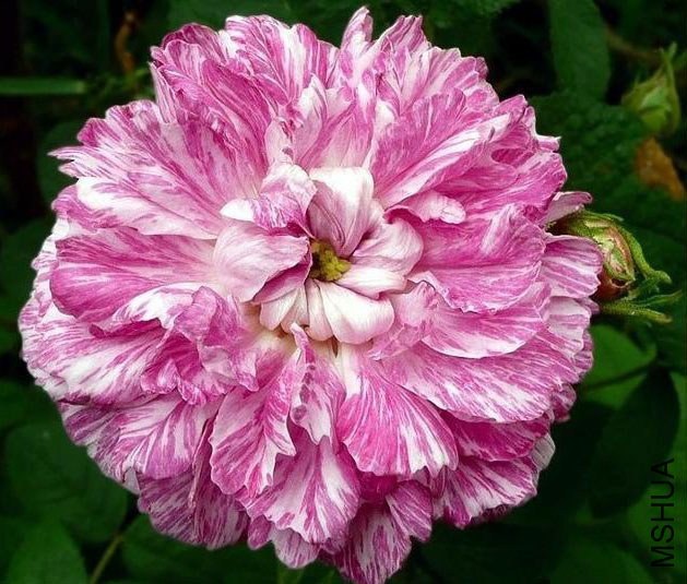 ��ɫ���գ�Camaieux Fimbriata��.jpg