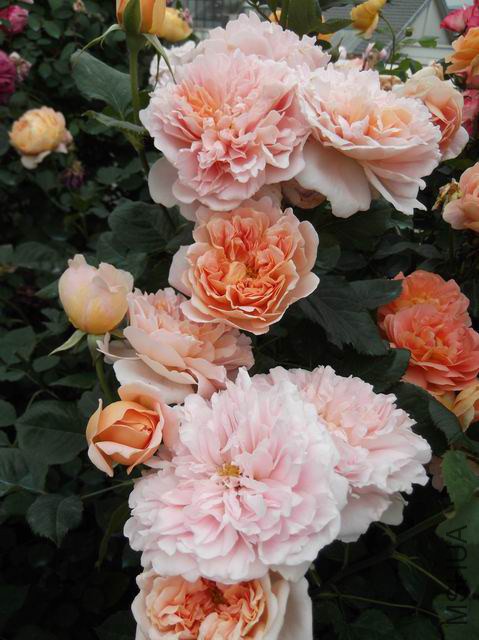 ������С ��ת DSCF1695.JPG