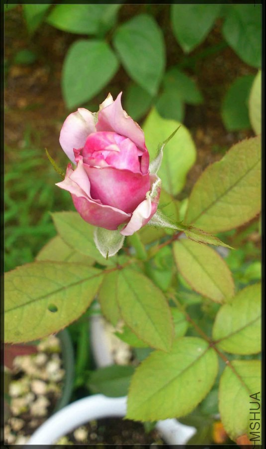 8��15��ŵ��.jpg