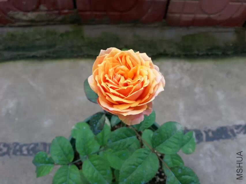 ʢ��