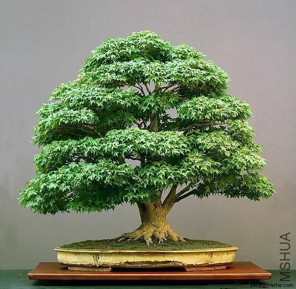 dingjian-penjing-l-50.jpg
