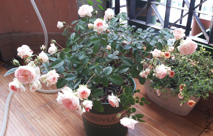 20140503_110047.jpg