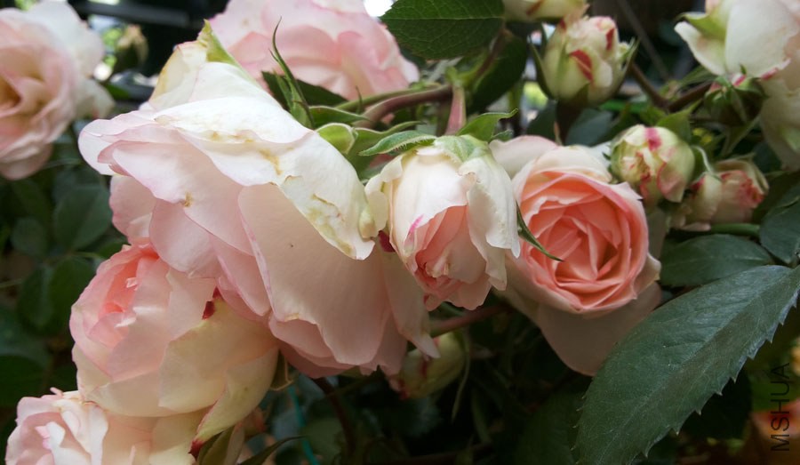 20140503_110345.jpg