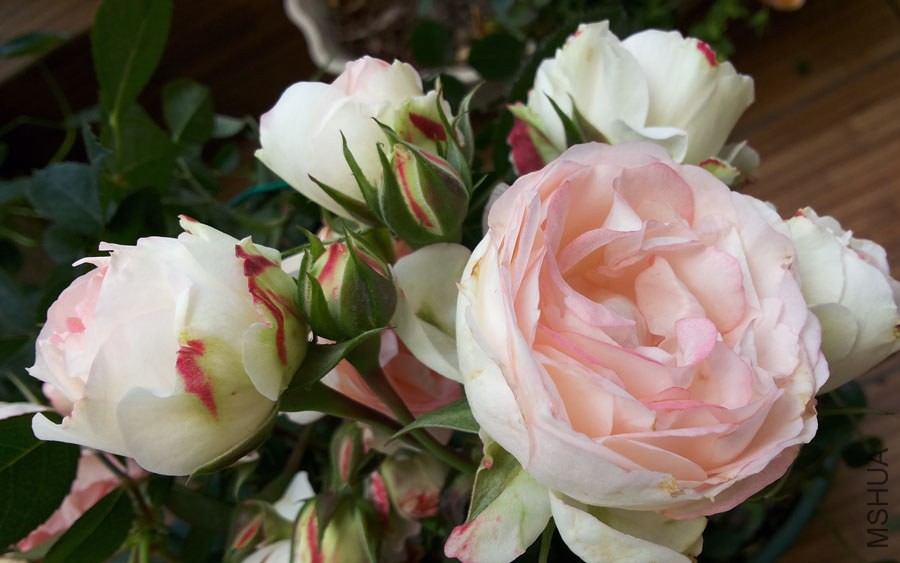 20140503_110353.jpg