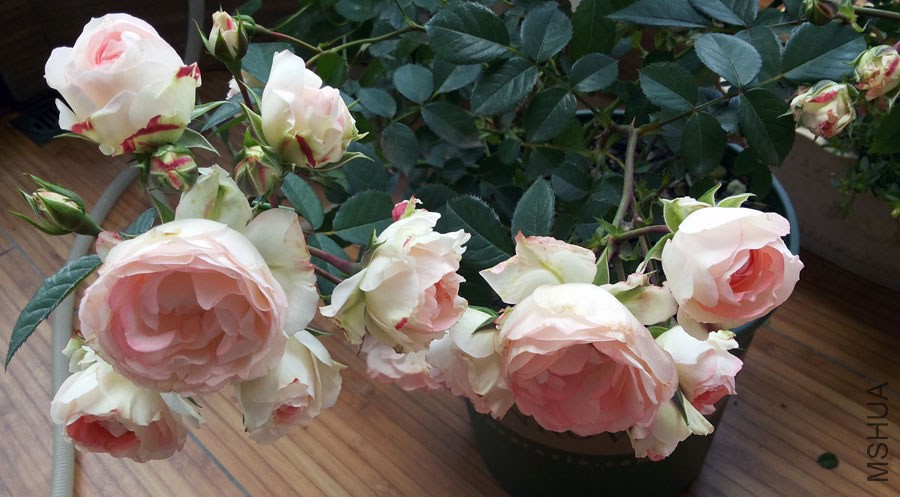 20140503_110454.jpg